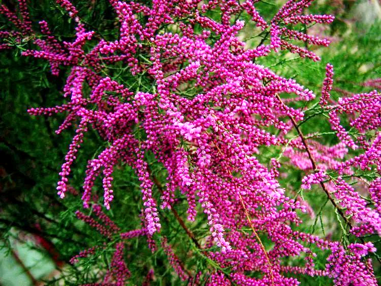 1629892991111478.jpg 紅柳 - 調(diào)整.jpg